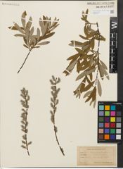 Foto von Salix humilis Marshall x Salix tristis Aiton